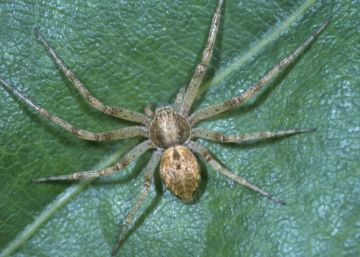 Philodromus praedatus Copyright: Peter Harvey