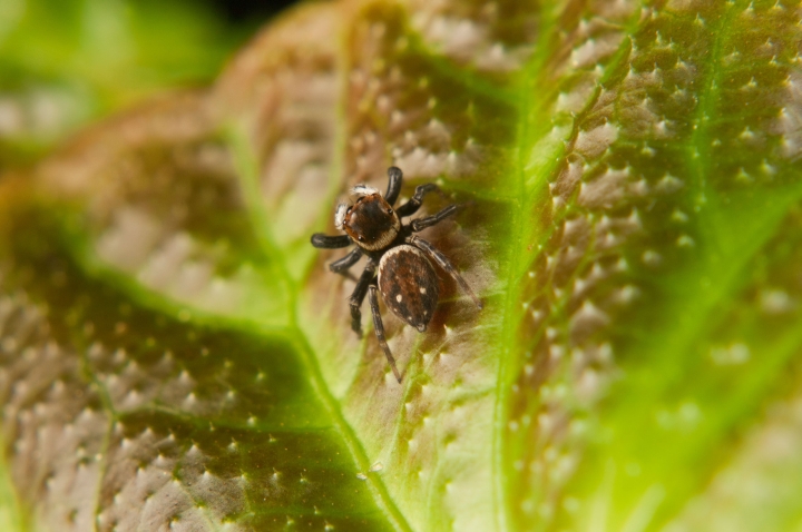 Unidentified jumping spider 4 Copyright: Lynsey Wilson