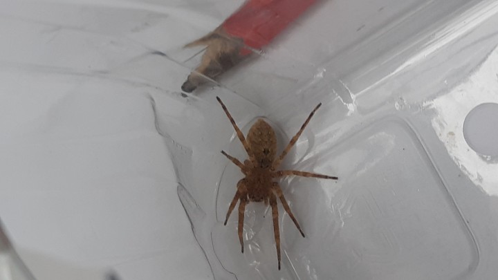 unknown spider found in imported greek grapes Copyright: Laura Mcmullen