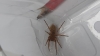 unknown spider found in imported greek grapes