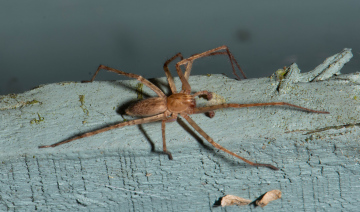 Anyphaena numida on Garden Shed Copyright: Robert Rogers