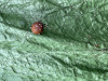 Four spot orb weaver on a hay bale cover