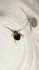garden spider found on kitchen floor
