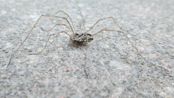 Platybunus pinetorum in a Horwich garden Copyright: Rich Burkmar