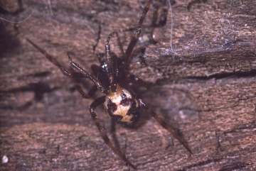 Steatoda triangulosa Copyright: Peter Harvey