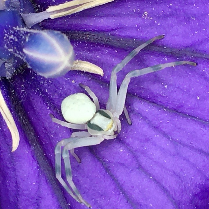 found spider Copyright: Clive Matthews