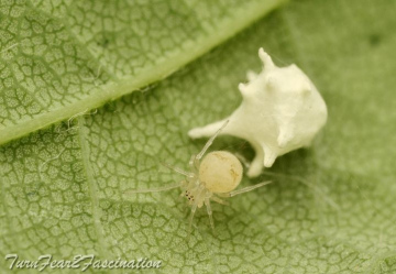 Paidiscura pallens (f) Copyright: Tone Killick