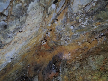 Cave spider egg sacs in seacave Copyright: Nigel Feilden