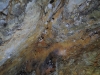 Cave spider egg sacs in seacave