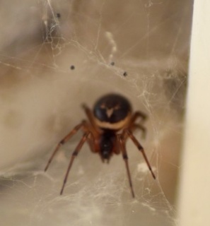 False Widow Spider Weymouth 2 Copyright: Robyn Berry