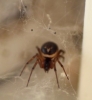 False Widow Spider Weymouth 2