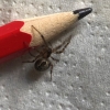 Unknown Spider in Essex 2