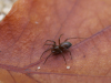 C. bicolor female