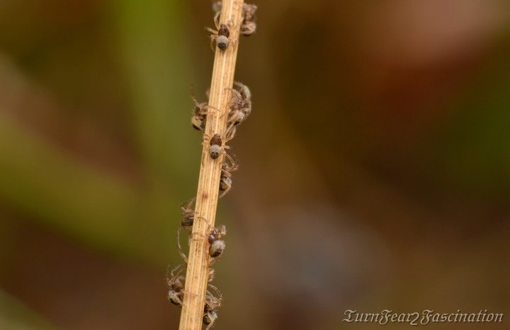 Agalenatea redii spiderlings Copyright: Tone Killick
