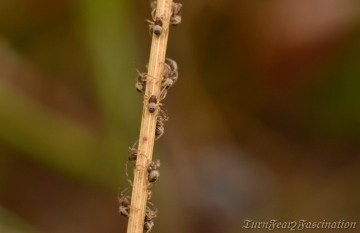 Agalenatea redii spiderlings Copyright: Tone Killick