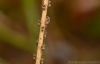 Agalenatea redii spiderlings