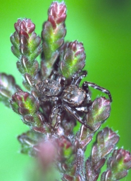 Sitticus caricis male on heather Copyright: Peter Harvey