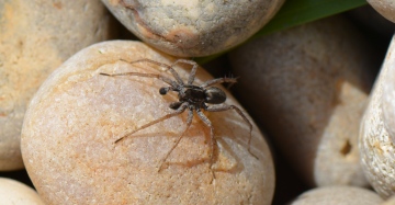 Pardosa agricola male Copyright: David Carr