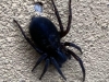 Unknown Spider Newcastle