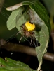Araneus marmoreus female in retreat head high in Oak sapling