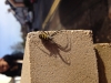 Wasp spider sighting 12.10.13 ashford kent
