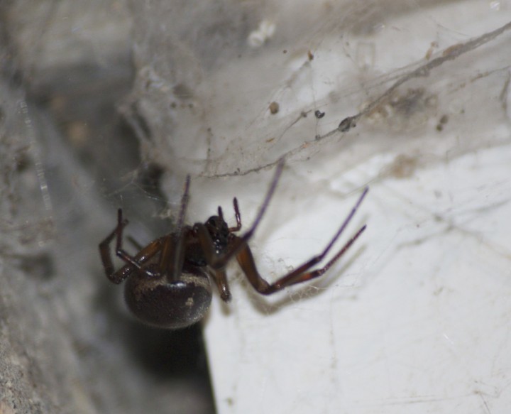 Steatoda in the shed. Copyright: John Dray
