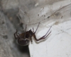 Steatoda in the shed.