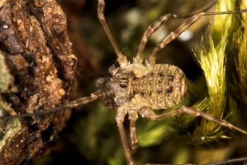 Oligolophus tridens Copyright: Paul Richards