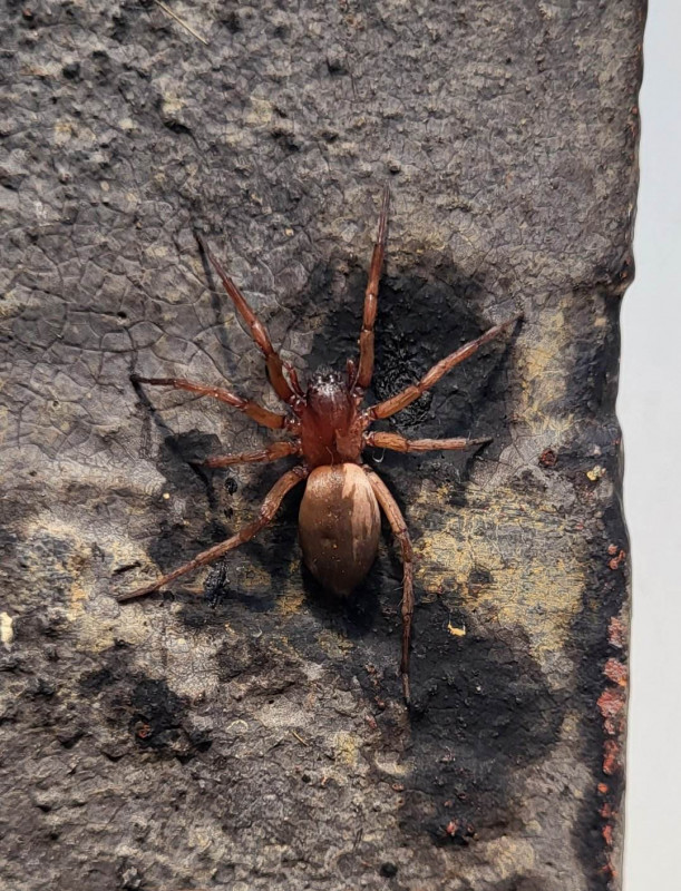 spider in Daventry on wall of house Copyright: Matt Hunt