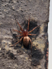 spider in Daventry on wall of house