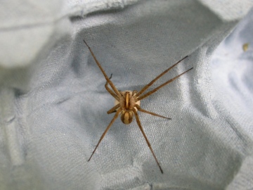 Pisaura mirabilis well marked female Copyright: Terry Box