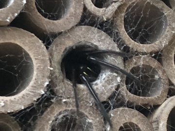 Green Fang Funnel Spider Copyright: Ally Lefleur