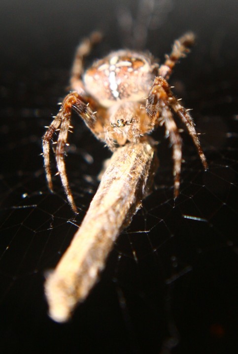 Garden Spider eating moth in kitchen 23.08.18 Copyright: Daniel Blyton