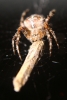 Garden Spider eating moth in kitchen 23.08.18