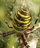 2021 Aug 21 Wasp spider