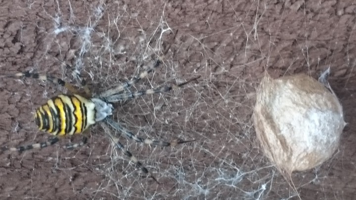 Wasp spider and egg sac Copyright: Lorraine M