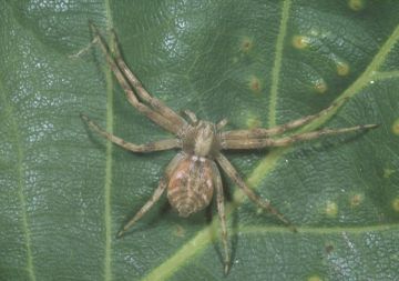 Philodromus longipalpis female Copyright: Peter Harvey