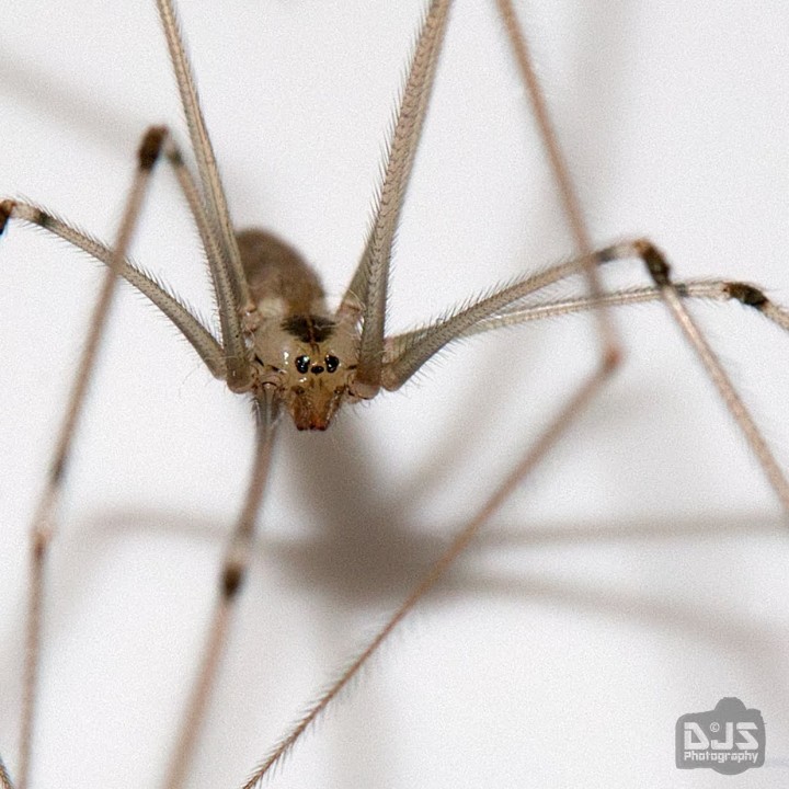 Pholcus Phalangioides - Rochdale Copyright: Duncan Stokes