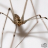 Pholcus Phalangioides - Rochdale