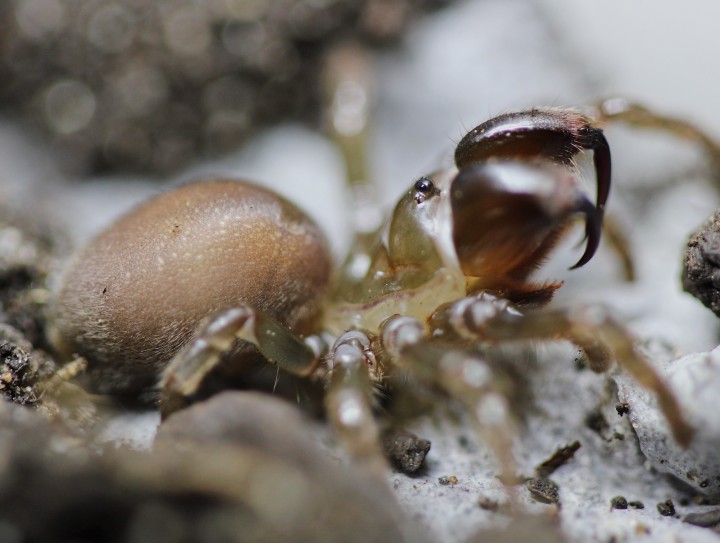 Atypus affinis (Defensive stance) Copyright: MG