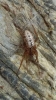Stemonyphantes lineatus female