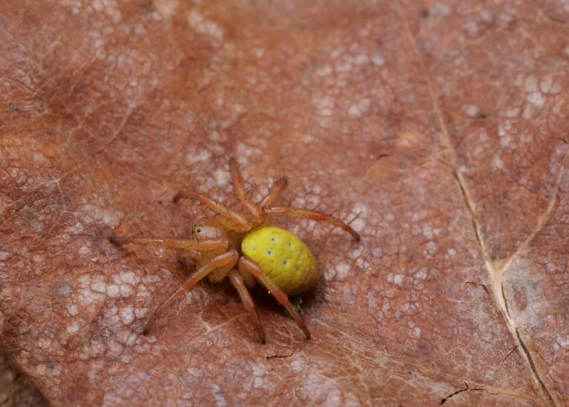 A. inconspicua female Copyright: David Carr