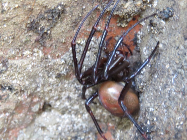 Cave Spider Meta bourneti Copyright: Ben Rigsby