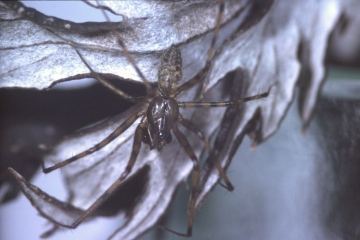 Megalepthyphantes sp. nova male dorsal view Copyright: Peter Harvey