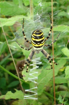 Wasp spider unleashes its' death-ray. Copyright: Vincent Oates
