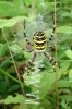 Wasp spider unleashes its' death-ray.