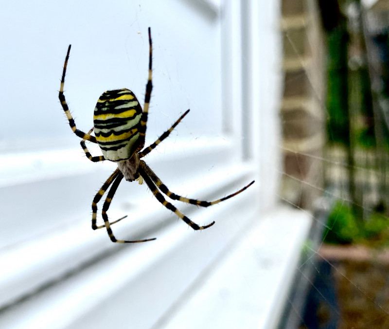 Wasp spider East sussex Copyright: Heidi Razzell