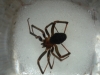 Not a Steatoda 2