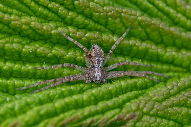 Philodromus species at Greenwich Peninsula Ecology Park Copyright: Stephen Sloan