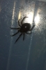 Is this a false widow